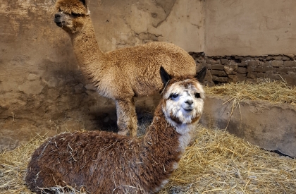 Alpaca wandeling